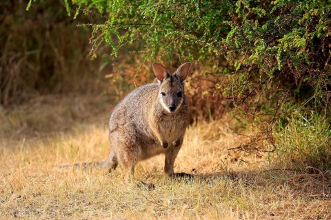 Tammar wallaby