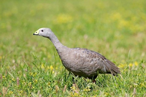 Cape Barren goose