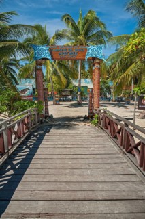 Coconut trees