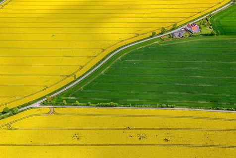 Flowering yellow rape fields