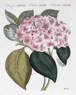 Hortensie