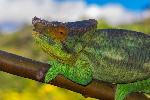 Parson's chameleon