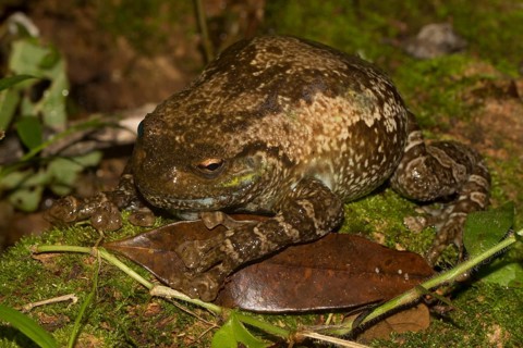 Cophyla grandis frog