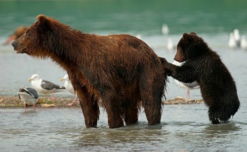 Brown bear