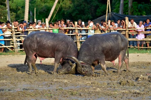 Two water buffalos