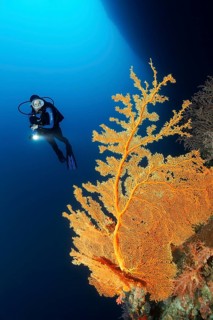 Diver