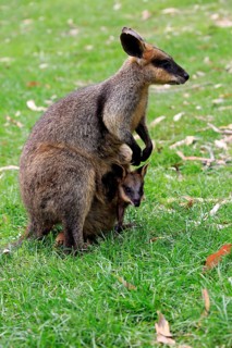 Agile Wallaby