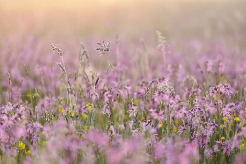 Meadow with Ragged Robins