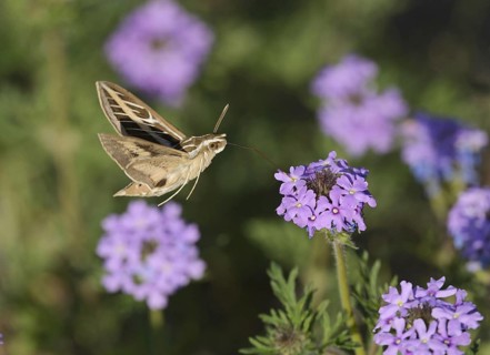 White-lined Sphinx