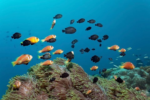 School of pink skunk clownfish