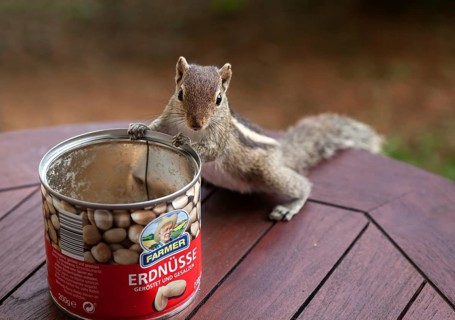 Palm squirrel