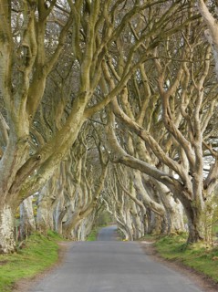 Beech avenue