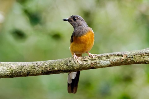 White-rumped shama