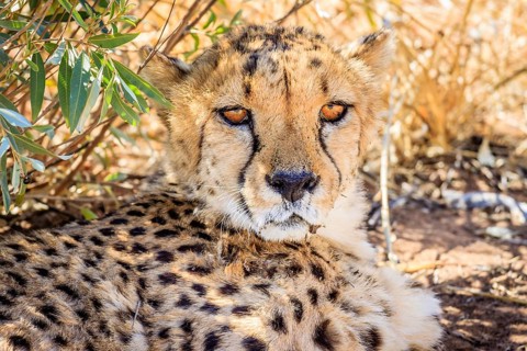 Cheetah