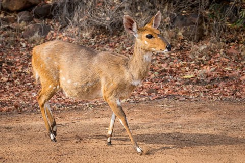 Bushbuck