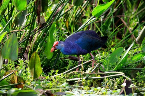 American purple gallinule