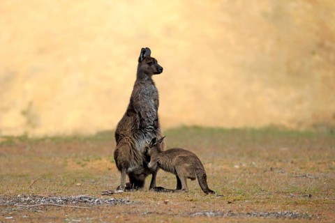 Western Gray Kangaroo