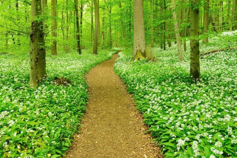 Hiking trail winding through natural beech forest