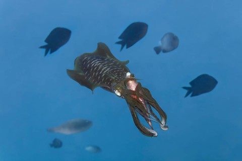 Bigfin reef squid
