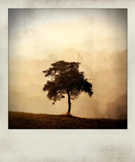 Polaroid effect of trees in countryside