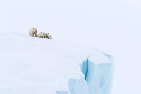 Polar bears