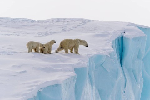 Polar bears