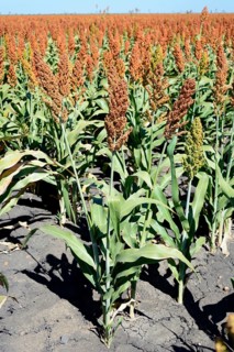 Field of sorghum