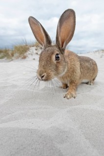 Wild rabbit