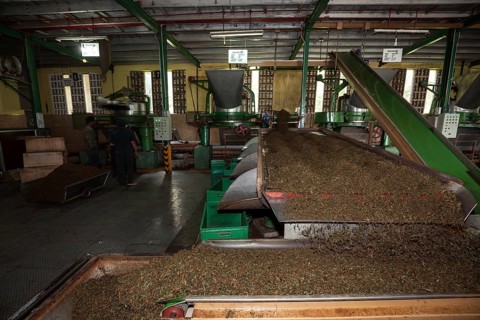 Tea processing