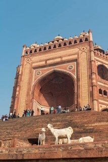 Goats in front of Buland Darwaza