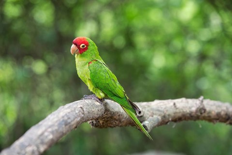 Red-masked parakeet