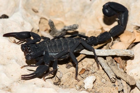 Madagascar Scorpio