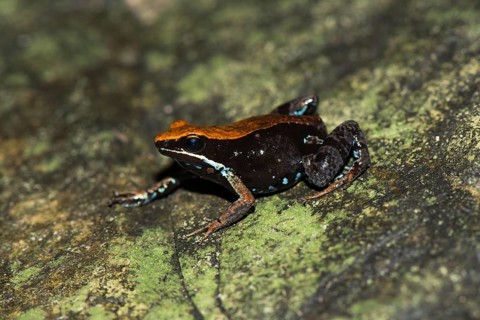 Madagascar Green Frog