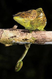 Mount Amber Shorthorn Chameleon
