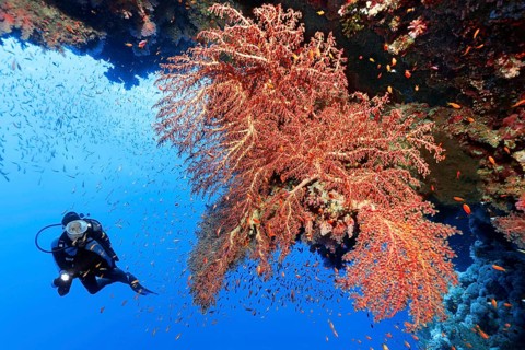 Diver looking at large soft coral fan