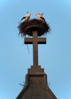 Pairof white storks