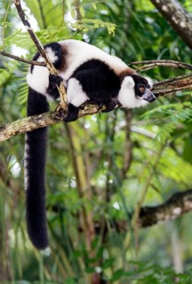 Black-and-white ruffed lemur