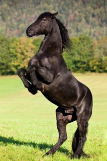 Friesian horse on hind legs