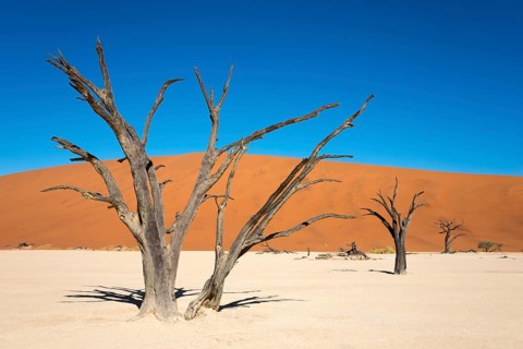 Dead camel or giraffe thorn