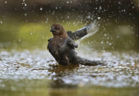 Brown-headed Cowbird
