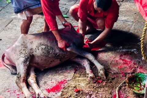 Priests taking blood from dead water buffalo