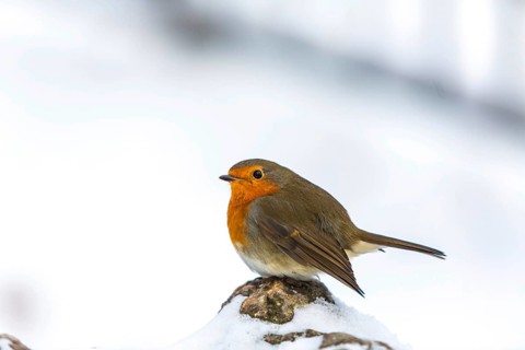 Robin