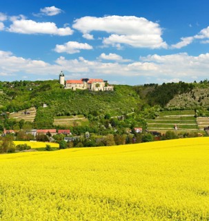 View of flowering rape field