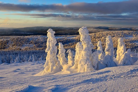 View from the Brocken on forests in winter