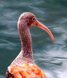 Scarlet ibis
