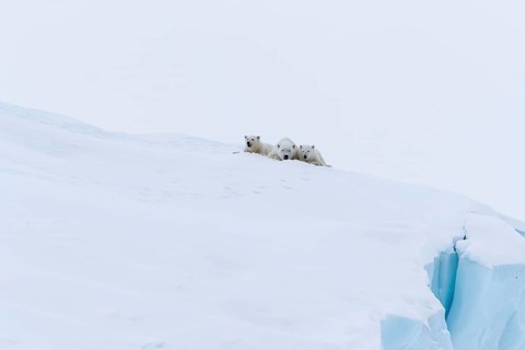 Polar bears