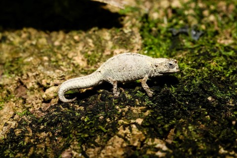 Mount d'Ambre leaf chameleon