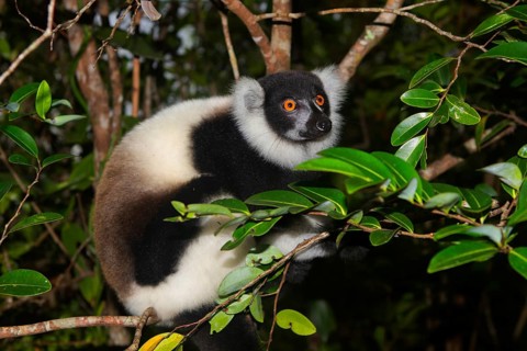 Black-and-white ruffed lemur