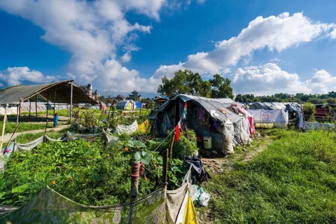Vegetables growing in tent camp for people who lost homes in 2015 earthquake