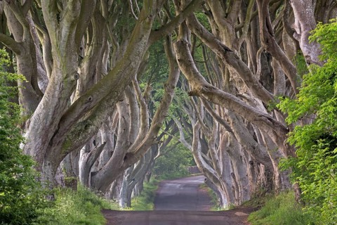 Beech tree avenue